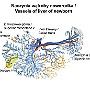 21. Naczynia wątroby noworodka - Vessels of liver of newborn