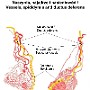 24. Naczynia, najądrze i nasieniowód - Vessels, epididymis and ductus deferens