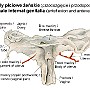 25. Narządy płciowe żeńskie (przodozgięcie i przodopochylenie) - Female internal genitalia (anteflexion and anteversion)