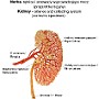 36. Nerka - tętnice i przewody wyprowadzające mocz (preparat korozyjny) - Kidney - arteries and collecting system (corrosive specimen)