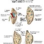 38. Przekroje strzałkowe nerki lewej - Sagittal sections of left kidney