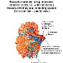 39. Naczynia nerkowe i drogi moczowe (preparat korozyjny) - Vessels of kidney and collecting system (Corrosion cast)