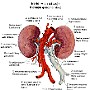 42. Nerki (widok od tyłu) - Kidneys (posterior view)