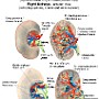 43. Nerki prawe (wypreparowane drogi moczowe, tętnice i żyły, widok od przodu) - Right kidneys (collecting systems, arteries and veins exposed, anterior view)