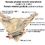 46. Narządy płciowe żeńskie wewnętrzne (powierzchnia tylna) - Female internal genitalia (posterior surface)