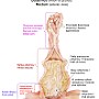 48. Odbytnica (widok od przodu) - Rectum (anterior view)