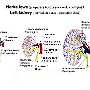 61. Nerka lewa (praparaty korozyjne, widok od tyłu) - Left kidney (corrosion casts - posterior view)