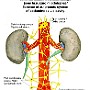 62. Schemat układu autonomicznego jamy brzuszno-miednicznej - Scheme of autonomic system of abdominopelvic cavity