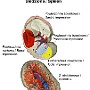 64. Śledziona - Spleen