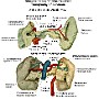 66. Stosunki topograficzne trzustki (widok od przodu) - Topography of pancreas (anterior view)