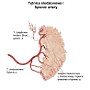 67. Tętnica śledzionowa - Splenic artery