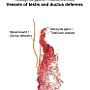 7. Naczynia jądra i nasieniowód - Vessels of testis and ductus deferens