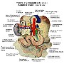 72. Trzewia jamy brzusznej (widok od tyłu) - Abdominal viscera (posterior view)