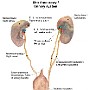 77. Układ moczowy - Urinary system