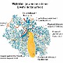 78. Wątroba (powierzchnia dolna) - Liver (inferior surface)