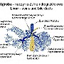 80. Wątroba (naczynia żylne i drogi żółciowe) - Liver (veins and bile ducts)