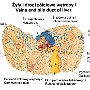 81. Żyły i drogi żółciowe wątroby - Veins and bile duct of liver