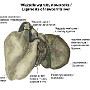 84. Więzadła wątroby noworodka - Ligaments of newborn's liver