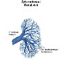 88. Żyła nerkowa - Renal vein