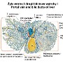 89. Żyła wrotna i drogi żółciowe wątroby - Portal vein and bile ducts of liver