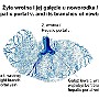 91. Żyła wrotna i jej gałęzie u noworodka - Hepatic portal vein and its branches of newborn