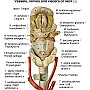 naczynia nerwy i trzewia szyi 1plen