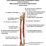 kosci przedramienia prawe n plen