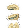 hipokamp test