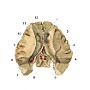 komory boczne test