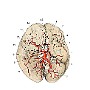 mozgowie tt podstawy test