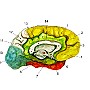 pow przysrodk polkuli test