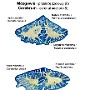 19. Mózgowie (8) (przekrój czołowy) - Cerebrum (8) (coronal section)