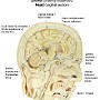 2. Głowa (przekrój strzałkowy) - Head (sagittal section)