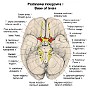 20. Podstawa mózgowia - Base of brain