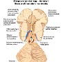 27. Mózgowie i pień mózgu (komory) - Brain and brainstem (ventricles)