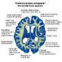 39. Przekrój poziomy mózgowia - Horizontal section of brain