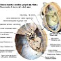 43. Opona twarda i okolica wcięcia namiotu - Dura mater and tentorial notch area