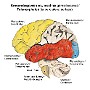 6. Kresomózgowie (powierzchnia górno-boczna) - Telencephalon (superolateral surface)