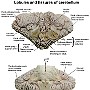 7. Płaciki i szczeliny móżdżku  Lobules and fissures of cerebellum