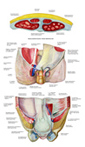 ciana przednia brzucha/Anterior abdominal wall.