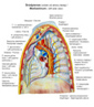 Srdpiersie/Mediastinum.