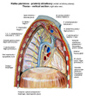 Klatka piersiowa-przekrj strzakowy.